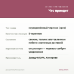 Диасция Trinity Pink (срез/5шт) — что приедет