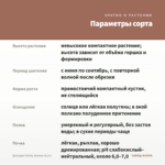 Диасция Trinity Salmon (0,1л) — параметры сорта