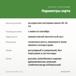 Диасция Trinity White (0,1л) — параметры сорта