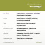 Дихондра серебристая (0,1л) — что приедет