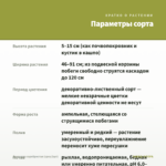 Дихондра серебристая (срез/3шт) — параметры сорта