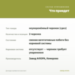 Дихондра серебристая (срез/3шт) — что приедет