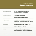 Дипладения Sundaville Classic Cream Pink (0,1л) — параметры сорта