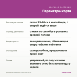 Дипладения Sundaville Classic Pink (0,1л) — параметры сорта