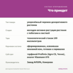 Дипладения Sundaville Classic Pink (0,1л) — что приедет