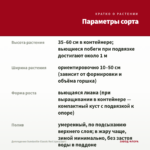 Дипладения Sundaville Classic Red (срез/1шт) — параметры сорта