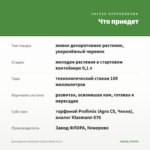 Дипладения Sundaville Classic White (0,1л) — что приедет