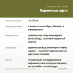 Джеймсбриттения STARDOM GOLDSTAR (срезы/5шт) — параметры сорта
