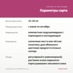 Джеймсбриттения STARDOM Pink (0,1л) — параметры сорта