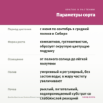 Джеймсбриттения SummerDream Lavender Eye (0,1л) — параметры сорта
