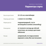 Джеймсбриттения SummerDream Lavender Eye (0,1л) — параметры сорта