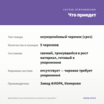 Джеймсбриттения SummerDream Lavender Eye (срез/5шт) — что приедет