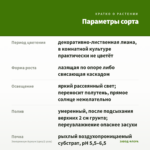 Эпипремнум Ауреум (срез/2 узла) — параметры сорта