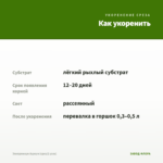 Эпипремнум Ауреум (срез/2 узла) — как укоренить черенок