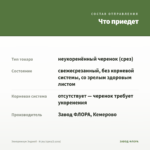 Эпипремнум Энджой - N-joy (срез/2 узла) — что приедет