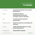 Эуфорбия Diamond Frost (0,1л) — что приедет