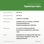 Эуфорбия Diamond Frost (0,1л) — параметры сорта