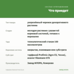 Эуфорбия Diamond Frost (0,1л) — что приедет