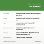Эуфорбия Euphorbia Silver Fog (0,1л) — что приедет
