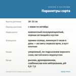 Фелиция FELICITY Leading Lady (срез/5шт) — параметры сорта