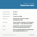 Фелиция FELICITY Leading Lady (срез/5шт) — параметры сорта