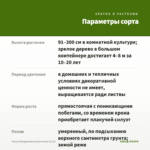 Фикус Бенджамина Анастасия (0,1л) — параметры сорта