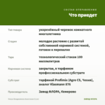 Фикус Бенджамина Анастасия (0,1л) — что приедет