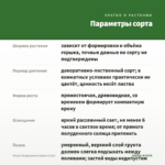Фикус Бенджамина Барок (0,8л) — параметры сорта