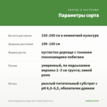 Фикус Бенджамина Голден Кинг (Golden King) (0,1л.) — параметры сорта