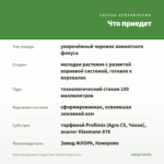 Фикус Бенджамина Голден Кинг (Golden King) (0,1л.) — что приедет