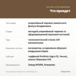 Фикус Бенджамина Голден Кинг (Golden King) (0,1л) — что приедет