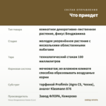 Фикус Бенджамина Кинки (0,1л) — что приедет