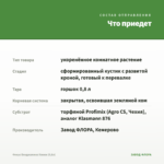 Фикус Бенджамина Кинки (0,8л) — что приедет