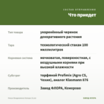 Фикус Бенджамина Наташа (0,1л) — что приедет