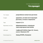 Филодендрон Педатум (0,3л) — что приедет