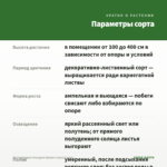 Филодендрон Сканденс Бразил (срез/2 узла) — параметры сорта