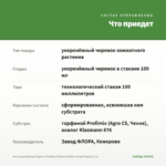 Фиттония Белая Форест Флейм (Fittonia White Forest Flame) 0,1л — что приедет