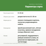 Фиттония Белая Форест Флейм (Fittonia White Forest Flame) 0,1л — параметры сорта