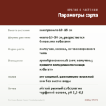 Фиттония Белая Форест Флейм (срез/1шт) — параметры сорта