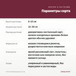 Фиттония Джоли Джосан (0,1л) — параметры сорта