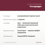 Фиттония Джоли Джосан (срез/1шт) — что приедет