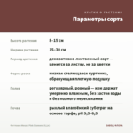 Фиттония Mosaic Pink Diamond (0,1л) — параметры сорта