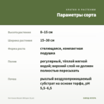 Фиттония Mosaic Whisper (0,1л) — параметры сорта