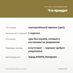 Фиттония Mosaic Whisper (срез/1шт) — что приедет