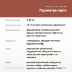 Фиттония Red Forest Flame (0,1л) — параметры сорта