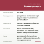Фиттония Ред Стар (0,1л) — параметры сорта
