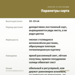 Фиттония Серебристая (0,1л) — параметры сорта