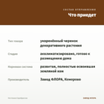 Фиттония Серебристая — что приедет