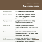 Фиттония Серебристая (срез/1 шт) — параметры сорта