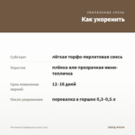 Фиттония Серебристая (срез/1 шт) — как укоренить черенок